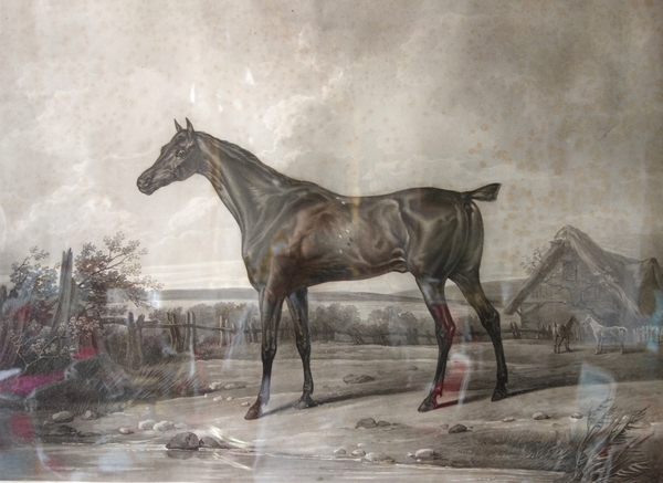 Grande gravure lithographie cheval pur sang d'après Carle Vernet - 92cm x 77cm