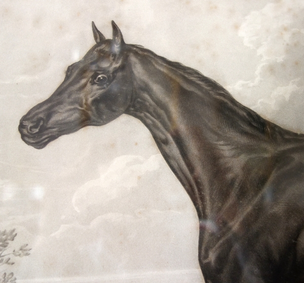 Grande gravure lithographie cheval pur sang d'après Carle Vernet - 92cm x 77cm