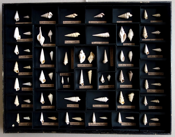 Exotic shells collection in a display box - cabinet of curiosities