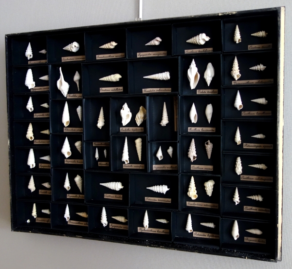 Exotic shells collection in a display box - cabinet of curiosities