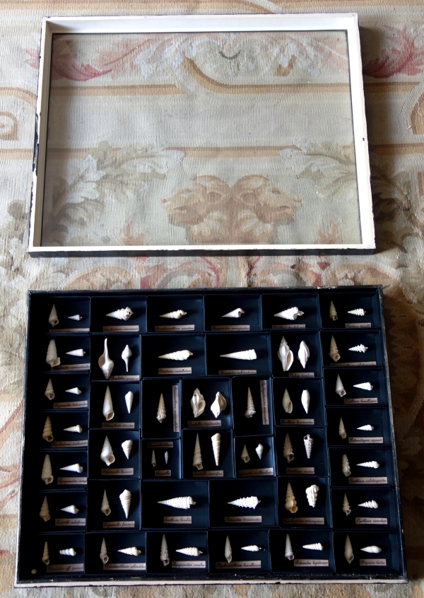 Exotic shells collection in a display box - cabinet of curiosities