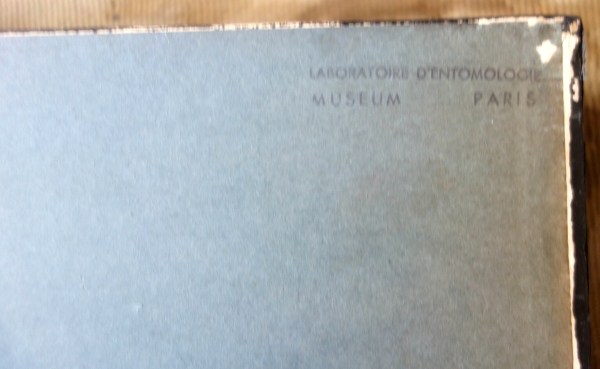 Exotic shells collection in a display box - cabinet of curiosities