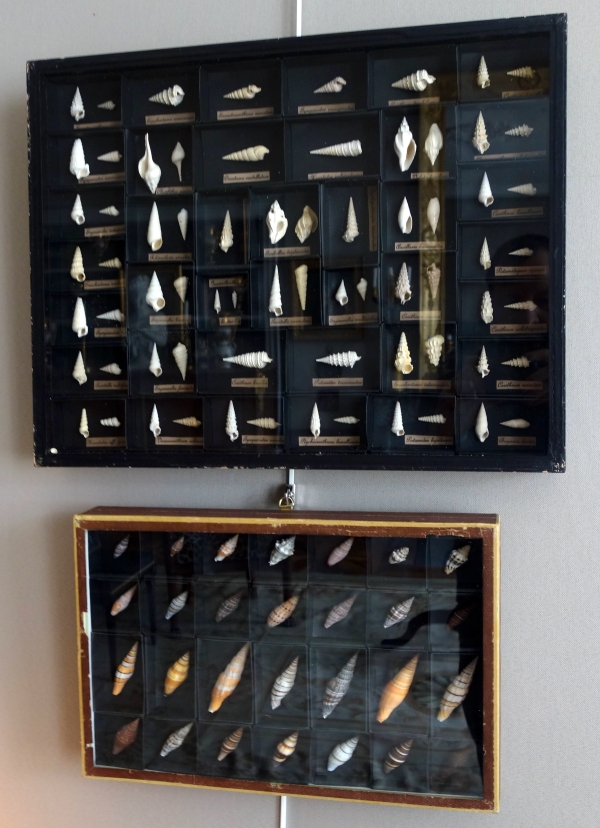 Exotic shells collection in a display box - cabinet of curiosities