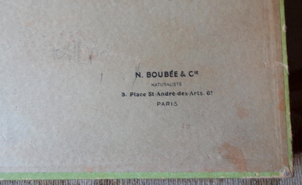 Cabinet de curiosités - collection de coquillages en coffret vitré