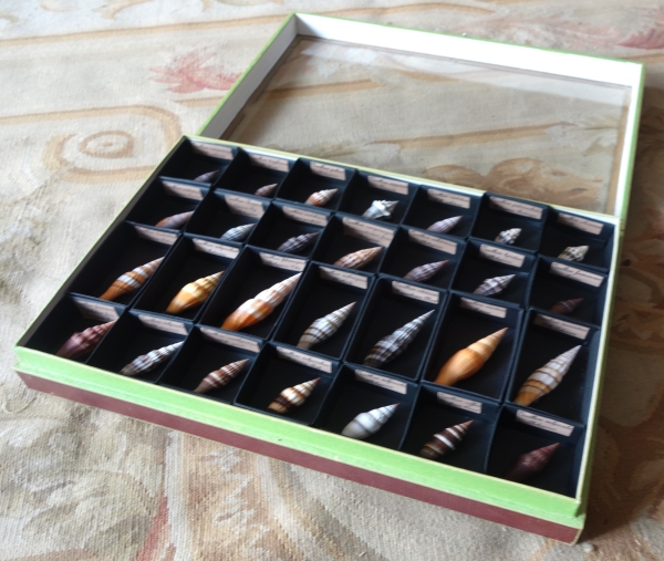 Cabinet de curiosités - collection de coquillages en coffret vitré