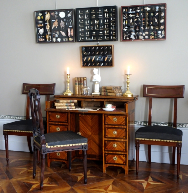 Cabinet de curiosités - collection de coquillages en coffret vitré