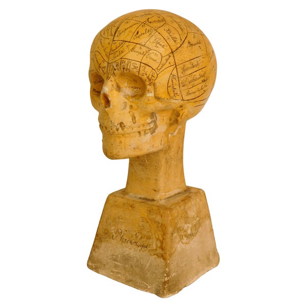 19th century plaster skull showing skills and emotions