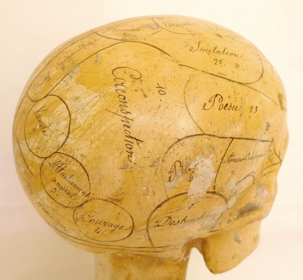 19th century plaster skull showing skills and emotions