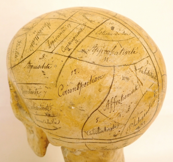 19th century plaster skull showing skills and emotions