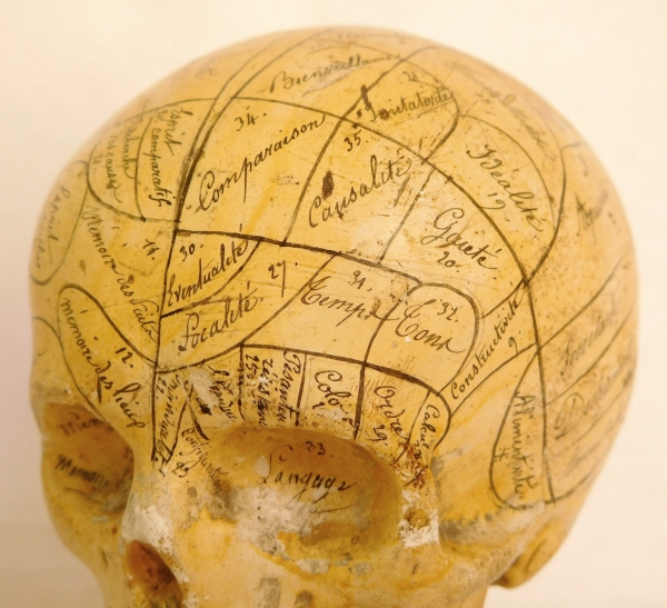 19th century plaster skull showing skills and emotions