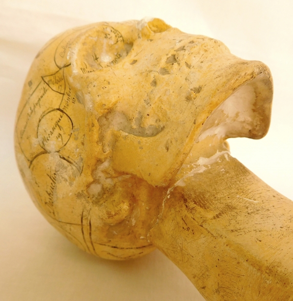 19th century plaster skull showing skills and emotions