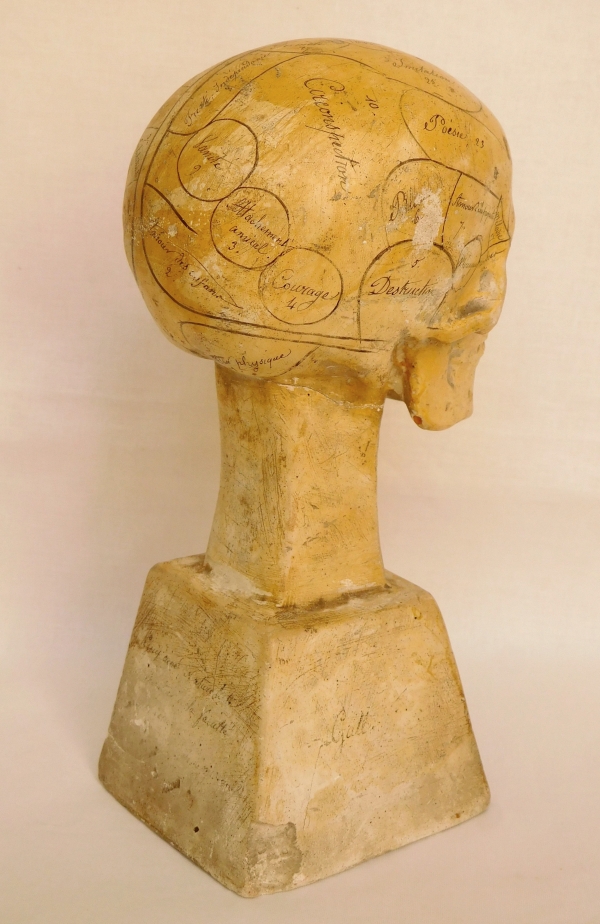 19th century plaster skull showing skills and emotions