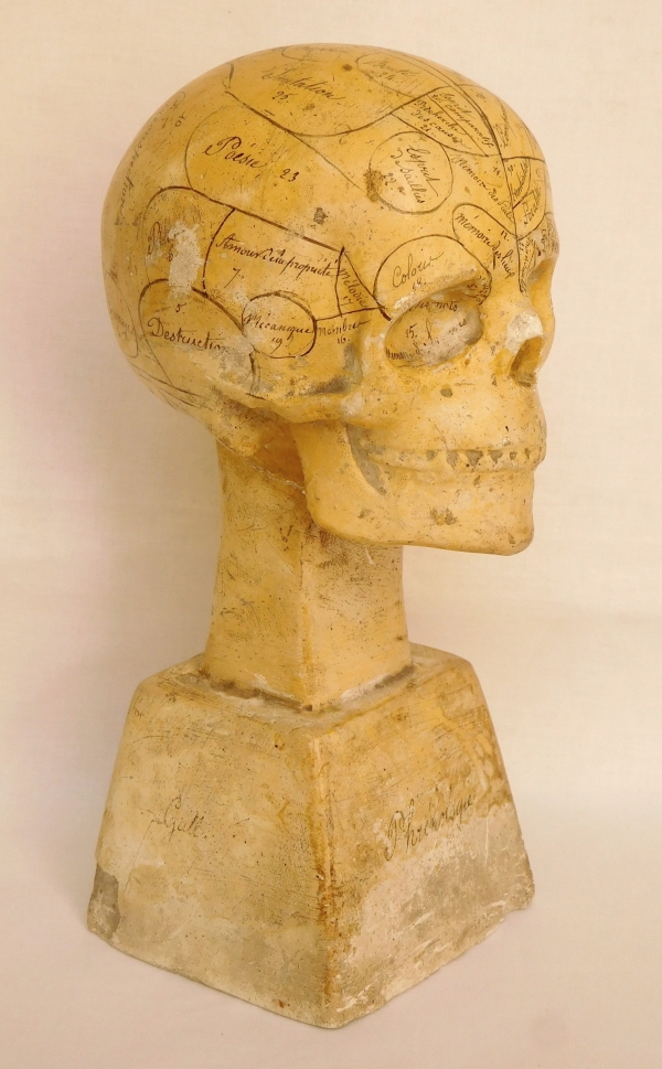 19th century plaster skull showing skills and emotions