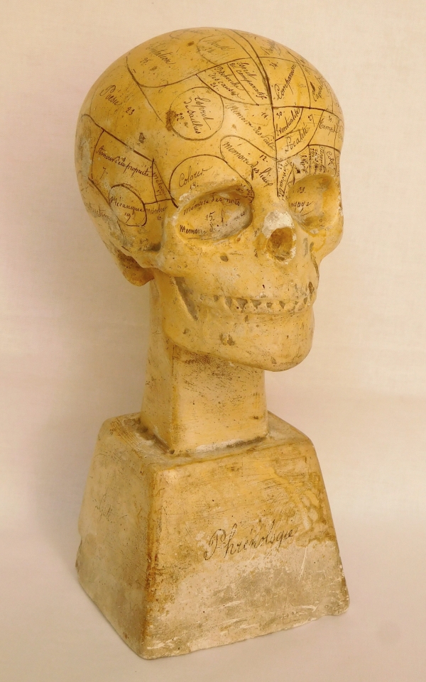19th century plaster skull showing skills and emotions
