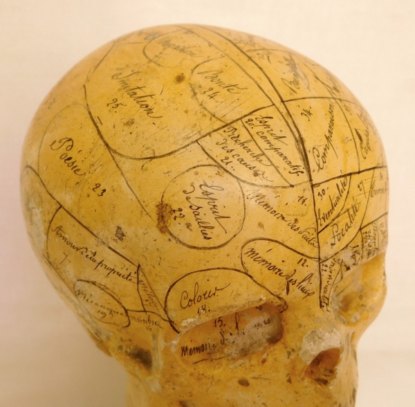 19th century plaster skull showing skills and emotions