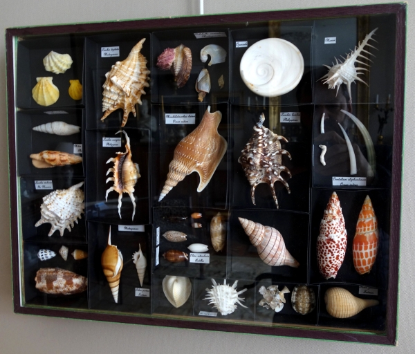 Exotic shells collection in a display box - cabinet of curiosities