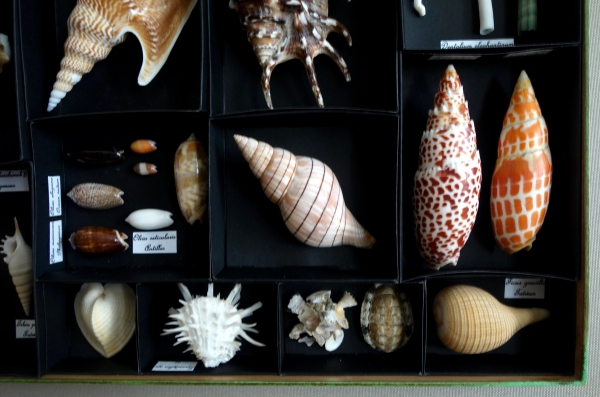 Exotic shells collection in a display box - cabinet of curiosities