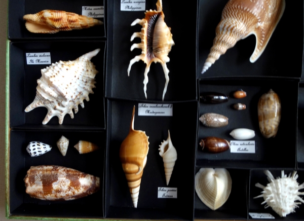 Exotic shells collection in a display box - cabinet of curiosities