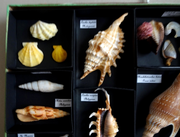 Exotic shells collection in a display box - cabinet of curiosities