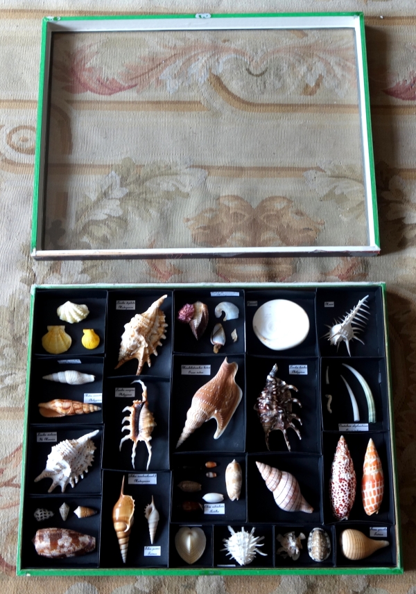 Exotic shells collection in a display box - cabinet of curiosities