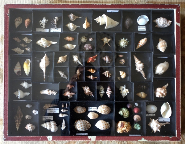 Exotic shells collection in a display box - cabinet of curiosities