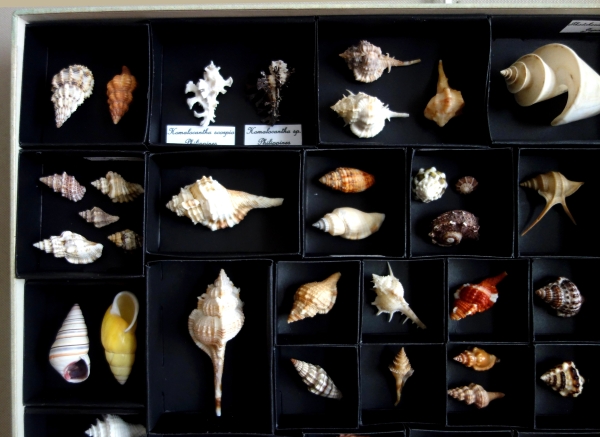 Exotic shells collection in a display box - cabinet of curiosities