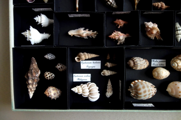 Exotic shells collection in a display box - cabinet of curiosities