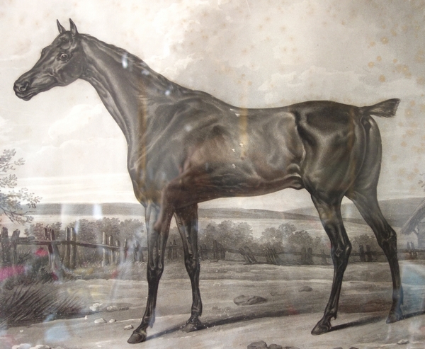 Grande gravure lithographie cheval pur sang d'après Carle Vernet - 92cm x 77cm