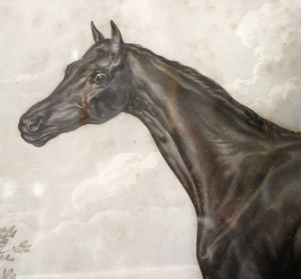 Large thoroughbred engraving after Carle Vernet, 19th century - 92cm x 77cm