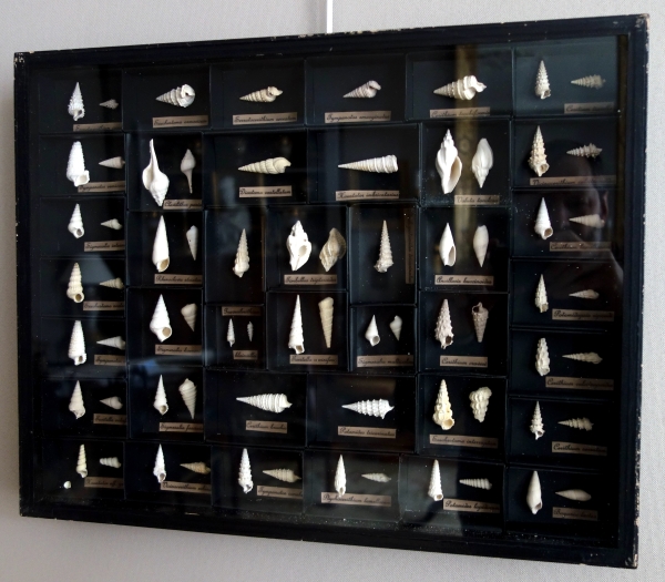 Detail — Exotic shells collection in a display box - cabinet of curiosities