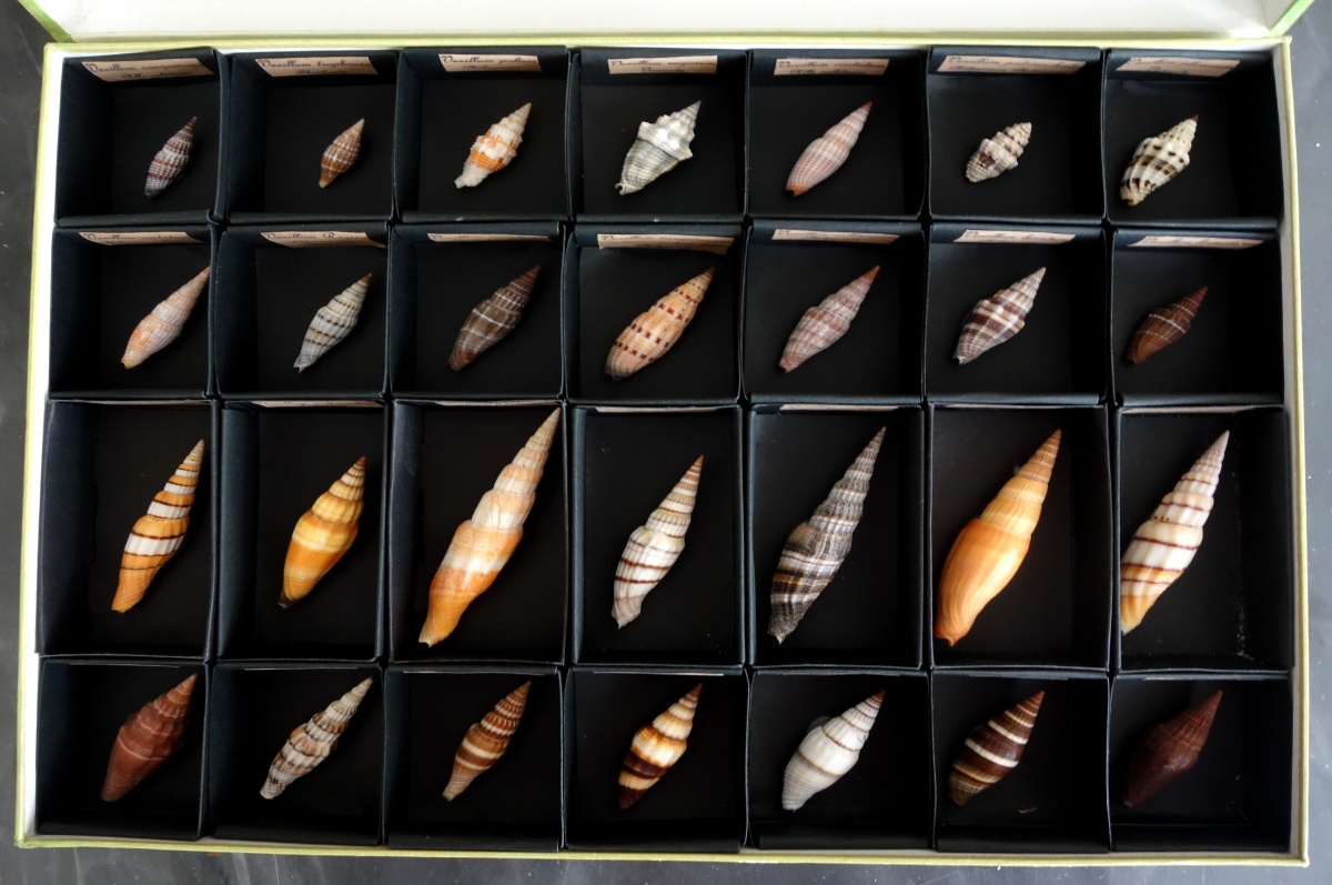 Detail — Exotic shells collection in a display box - cabinet of curiosities