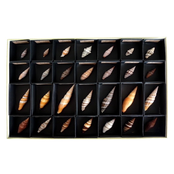 Exotic shells collection in a display box - cabinet of curiosities